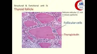MED Level3 END327  thyroid and prathyroid