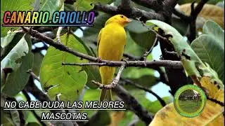 No cabe duda el canario es la mejor mascota#viral #follow