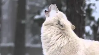 Howling Wolves   Heulende Woelfe