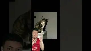 Mira atentamente al GATO😱!! #reaccionandoavideos #reaccionandoa #reaccionando