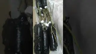 Посылка магазина растений Беккер