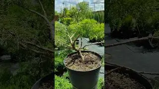 результат формирование можжевельника 