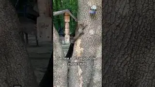 🐿 БЕЛКИ В СТАВРОПОЛЕ