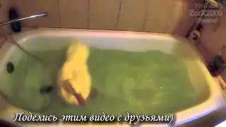 Утка купается в ванной и чистит перья перед зеркалом Duck swiming