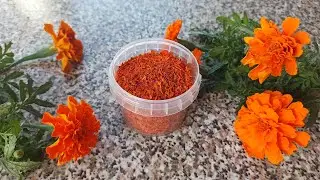 Как сделать приправу имеретинский шафран. Какие сорта бархатцев подходят для имеретинского шафрана
