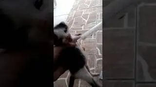 Alícia e o gatinho perdido