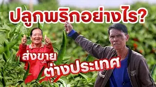 ปลูกพริกอย่างไร? ส่งขายต่างประเทศ #เกษตรอารมณ์ดี