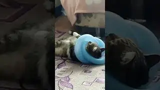 сломали кота часть 2