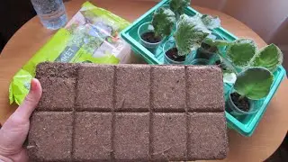 Тестирую Почвобрикет Для Фиалок! Торфогрунт!