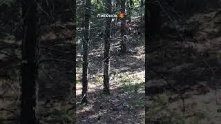 лис