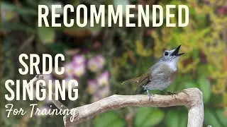 Bird Singing (SRDC Gacor): Suara Burung Berkualitas untuk pemasteran / Training E1