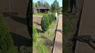 обрезка туи