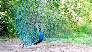 Peacock Bird (Indian Peafowl) voice and Dance 4k