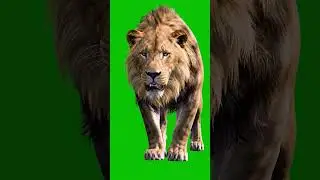 Lion Ready to attack Green Screen Effect 
