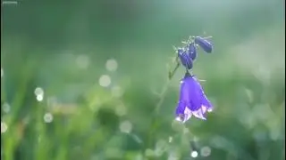 Медитация. На связи со своим телом.