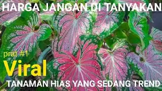 Tanaman Hias Yang Yang Sedang Trend #2020 #viral