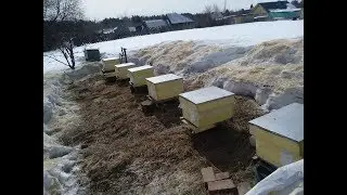 Выставка пчел и облет, 3 апреля 2018