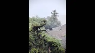 Yaks Walking Away
