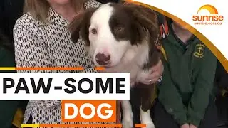 Teacher's Pet | Sunrise