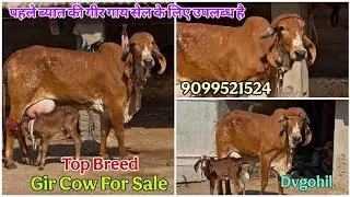🔥गिर गाय हो तो ऐसी 😱 Gir Cow For Sale ✨| Dvgohil | 9099521524 #gircow #cowlover