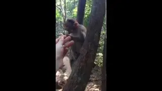 обезьяны в ГОА