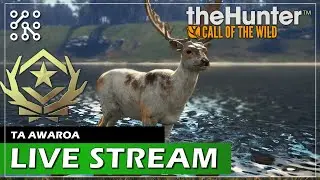 Roznášení stanů a trojnožek. Lov GO daňka | The Hunter: Call of the wild CZ  | Lets play | Česky