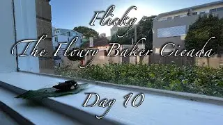 Flicky - The Floury Baker Cicada - Day 10 (2023-03-08)
