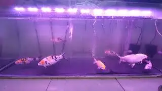 Keeping Koi in fish tank after 5 month. 2022 06 20