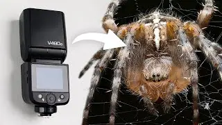 The Best Flash For Macro Photography? (Godox V480 Review)