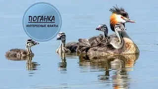ПОГАНКА🐦/Несъедобная птичка🐦🐦🐦