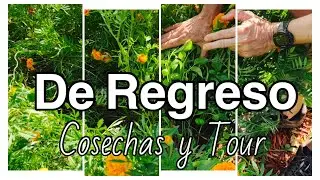 De Regreso a mi Huerto - MIREN Esta MARAVILLA 💚