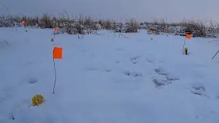 НЕУЖЕЛИ ЭТО СОН?! Пришли собирать жерлицы! А тут... Они не лезут в лунку! Рыбалка 2022