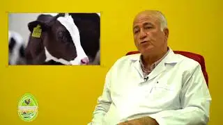 ORGANİK ÜRETİMDE HAYVAN REFAHI NASIL SAĞLANIYOR?