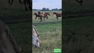 Молодой жеребец Байкал создаёт косяк #horse