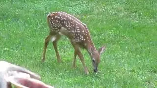 Love my wildlife!