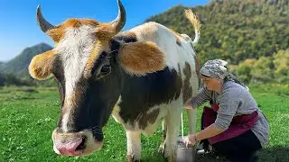 Rustic Cheese made from Fresh Milk! Azerbaijani Dairy Food