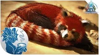 Cyrus' RED PANDA Spotlight | ARK: Ascended