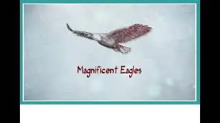 Aspect 11 Module 2 Magnificent Eagles