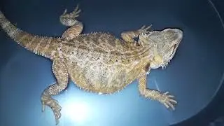 Egg Head My Bearded Dragon Pooping Very Stinky