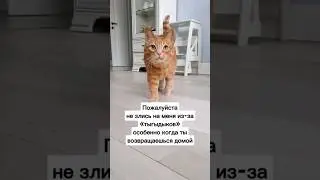 Мы для котиков целый мир 