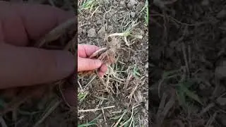 Siew poplonów: groch i KUBOTA z talerzówka mandam gal