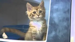 PSA - Keep Cats Out of the Cold