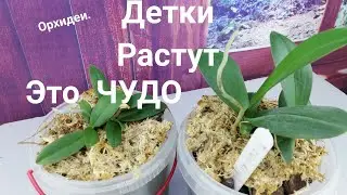 Орхидеи. Фаленопсис Тайсуко Кобальт. Детки растут. Бывает происходит чудо с ОРХИДЕЯМИ. Правда редко.