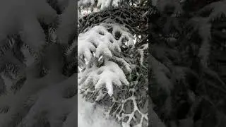 A Christmas tree in the snow. #shorts #shortvideo