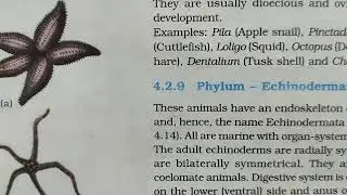 Phylum Echinodermata characteristics #echinodermata #animalkingdomclass11