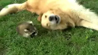 приколы с енотами выпуск #02 funny raccoon ну просто очень смешные еноты