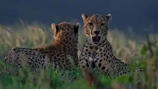 Cheetah: Speed, Grace, and Surprising Secrets