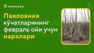 Оптом нархларда Павловния кўчатлари