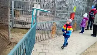 Семейное видео .Наш зверинец . Прогулка