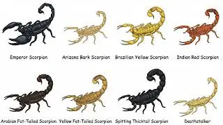 Every Venomous Scorpion in the World Explained